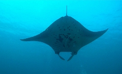 IMG_76GPrc_Maldives_Madoogali_Raie Manta_Manta Birostris